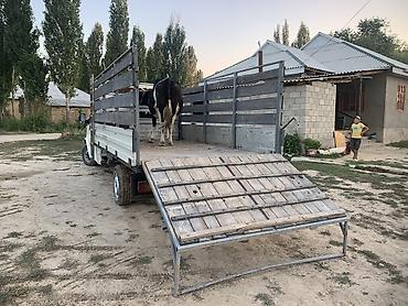 для такси авто: Ford Transit: 1993 г., 2.5 л, Механика, Дизель, Бус — 6