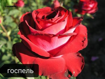 пожарный щит в комплекте цена бишкек: Саженцы цветка: Розы