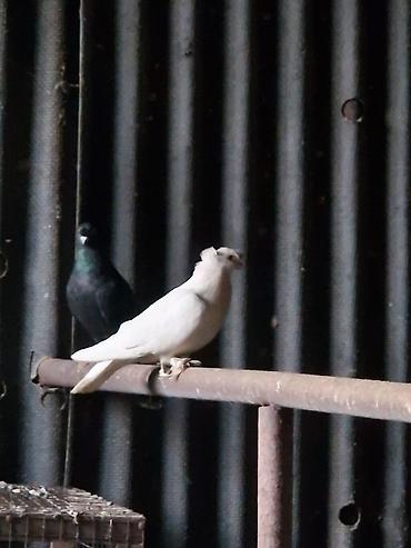 Другие с/х животные: Порода: СРОЧНО МОГУ ПРОДАТЬ ОПТОМ ЦЕНОЙ НЕ ОБИДЕМ декоративные голуби — 19