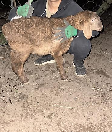 Баран, овца: Продаю | Овца (самка), Ягненок, Баран (самец) | Арашан | Для разведения — 29