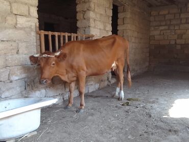 ana bala inək: Dişi, il: 2, Südlük