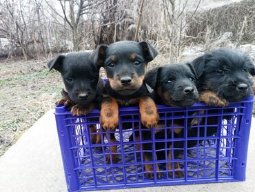 Собаки: Продаются чистокровные щенки ягдтерьера. От месяца и больше. Все