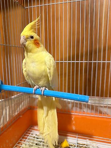 Növ: Nimfa (Cockatiel) – sarı rəng popuqay qefesle birlikte satilir