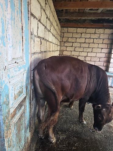tap az goyercin satisi: Salam Erkek Etlik Dana Datilir Hardasa 170 180 kq eti var qiymet 3400 — 1