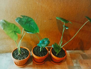 ноофен порошок цена бишкек: Алоказия, красивое комнатное растение от 250 сом за один 👈 (осталось 3