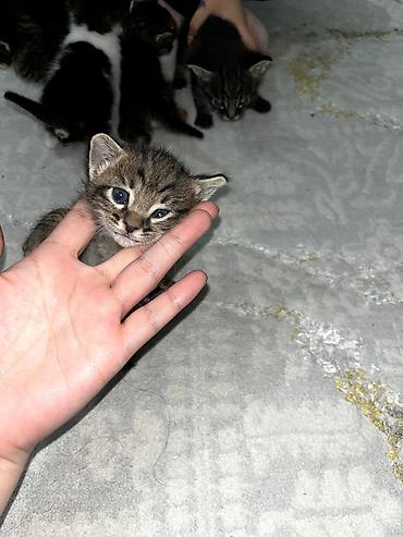 Продажа кошек: Продаю котят. котятам ровно месяц, ещё грудные at lalafo.kg — 4 Продажа кошек: Продаю котят. котятам ровно месяц, ещё грудные — 4