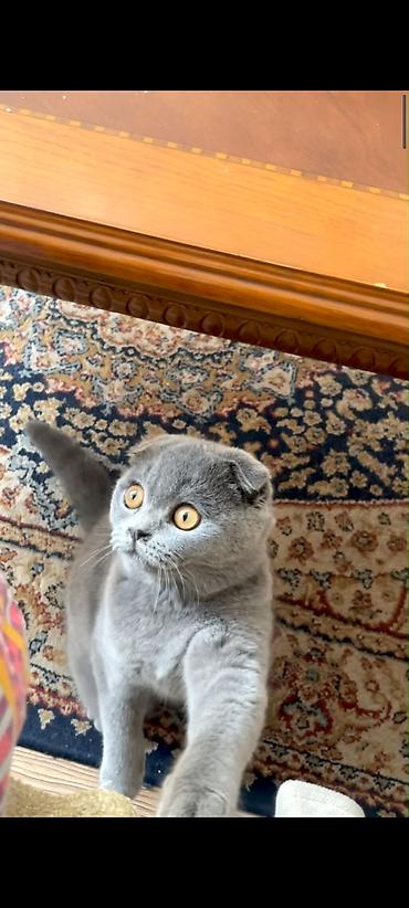 шотландская веслоухая кошка: Шотландский вислоухий котёнок (Scottish Fold), окрас блю (однотонный — 2