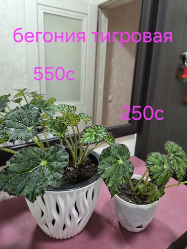 петуния цветы купить: Бегония королевская, сорт "Рекс", известна своими декоративными