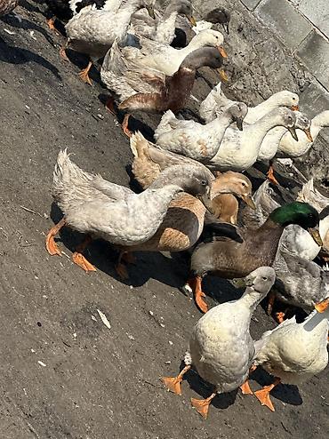 Другие животные: Утки молодые крупные 
Домашние — 11