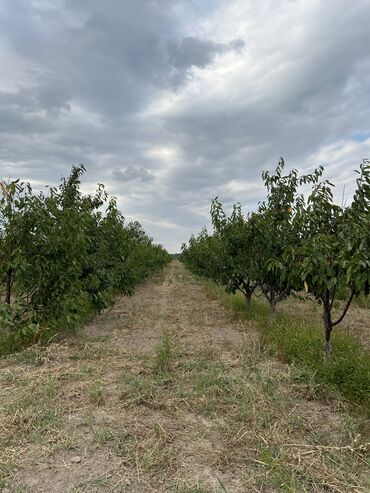 куплю земля: 5500 соток, Для бизнеса, Договор купли-продажи