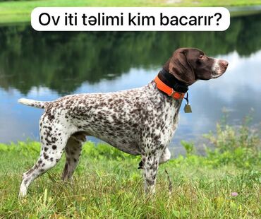 İtlər: Kurtxar, 6 ay, Erkek, Peyvəndli, Rayonlara çatdırılma