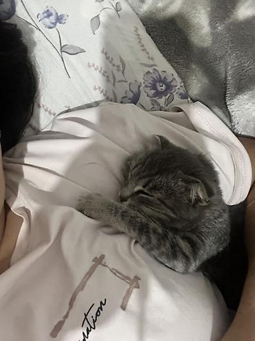 Продажа кошек: Скотиш Фолд (Шотландская вислоухая), 2 месяца, Мальчик — 5