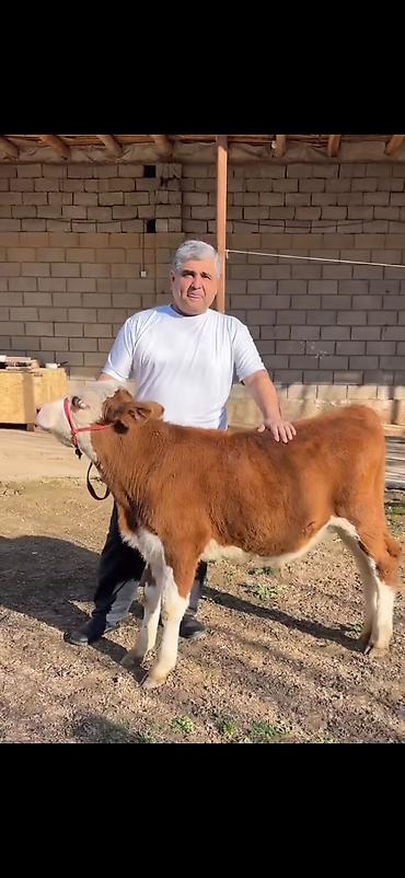 Dana, buzov: Satılır: simmental tipli dana - Cins: ətli istiqamət – simmental — 9