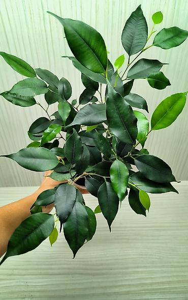 каланхоя: КОМНАТНЫЕ ЦВЕТЫ ПРОДАЮ 🌱 Каланхоэ - 100 🌱 Сингониум Пикси - 250 🌱 — 10