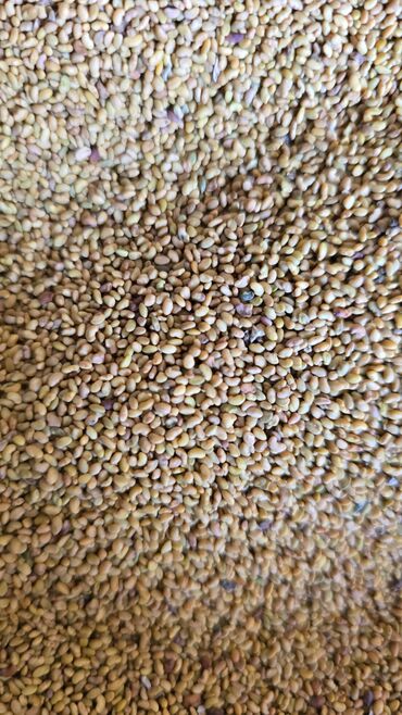 Кормовые растения: Семена кормовых растений: Эспарцет, Самовывоз, Платная доставка — 7