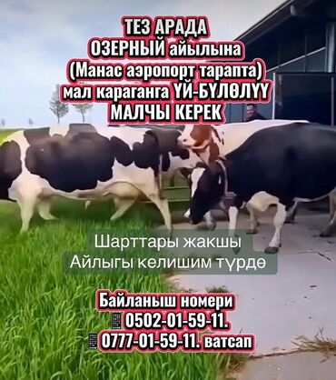 Скотники: Требуется Скотник, Оплата Сдельная, Обучение