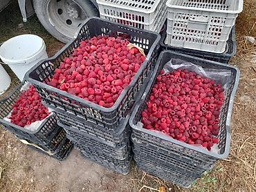 кг малины цена: Малина Оптом, В розницу, Бесплатная доставка, Платная доставка, Самовывоз — 5