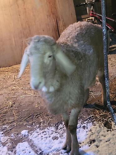 Баран, овца: Продаю | Баран (самец) | Арашан | Для разведения | Осеменитель — 11