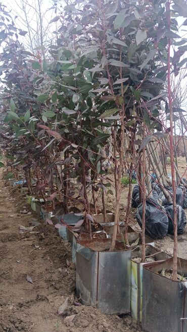 Şitillər: Torf gubresinn satisi ve dekarativ agaclarin satsi qazon torf torpaq -da lalafo.az — 9 Şitillər: Torf gubresinn satisi ve dekarativ agaclarin satsi qazon torf torpaq — 9