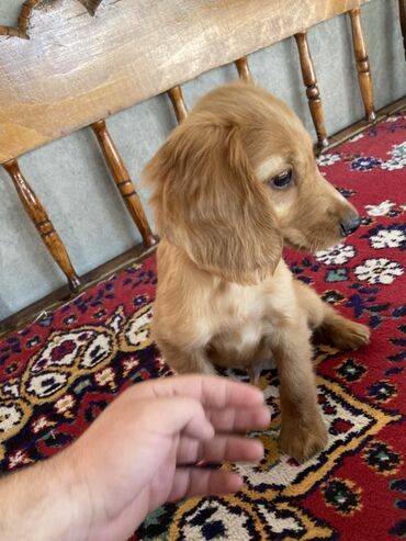 1 günlük kirayə evlər: Koker spaniyel, 1 ay, Erkek
