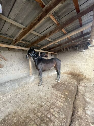 Лошади, кони: Продаю | Конь (самец) | Рабочий — 2