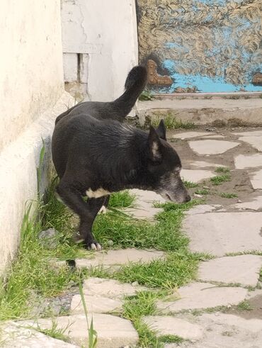 it satşı: Pekines, 2 il, Dişi