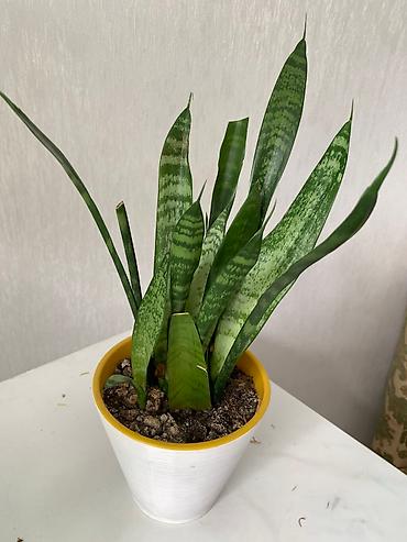 Китайская роза (Гибискус): Папоротник 650 сом китайская Роза гербера. Шефлера 150.сансевьера — 9