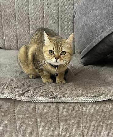 Кошки: Британская, Самка, В добрые руки, Платная доставка, Самовывоз — 2