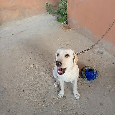 İtlər: Labrador-retriver, 11 ay, Dişi — 5