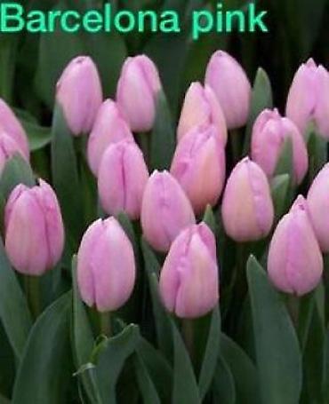 Букеты из живых цветов: Цветы Голландские Тюльпаны Оптом! Тюльпаны вместе с луковицами — 20