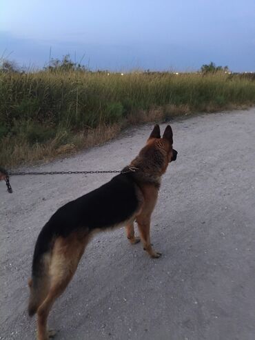 doberman it: Немецкая овчарка, 11 месяцев, Самец, С прививками, Самовывоз