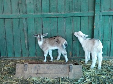 Козы, козлы: Продаю | Коза (самка), Козёл (самец) | Зааненская, Битал | Для разведения | Племенные — 13