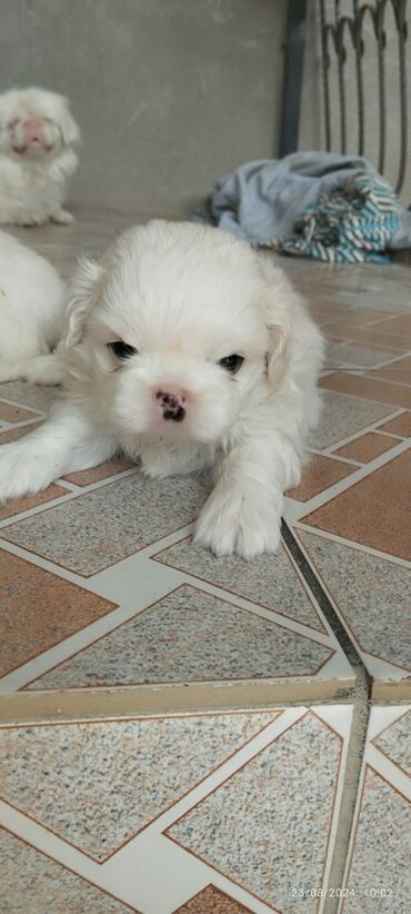 itlərin qiymətləri: Pekines, 1 ay, Dişi, Ünvandan götürmə