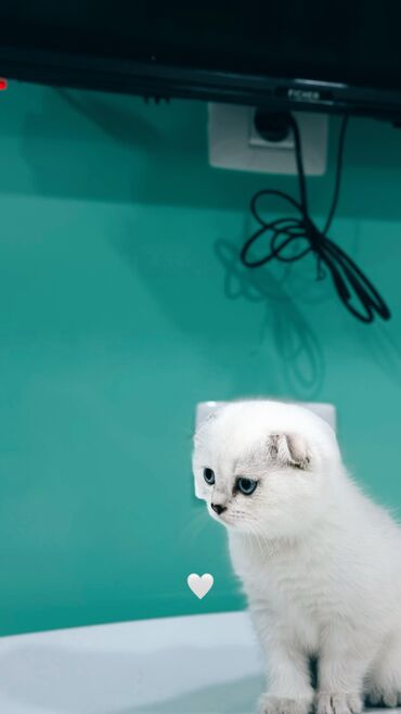 Pişiklər: Şotland, Erkək, Dişi, Yaxşı əllərə, Ünvandan götürmə, Pulsuz çatdırılma, Ödənişli çatdırılma — 26