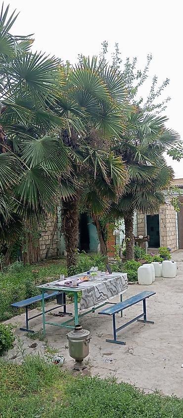 tikanlı bitkilər: Təklif: Bağ üçün dekorativ xurma (Trachycarpus fortunei – külək — 4
