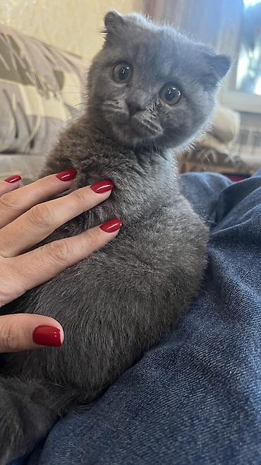 Скотиш Фолд (Шотландская вислоухая), 6 месяцев, Девочка, Голубой, Приучена к лотку
