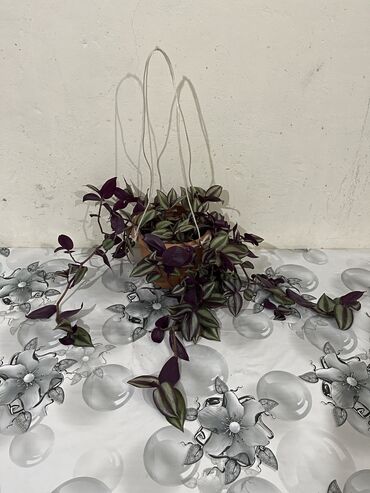 Otaq bitkiləri: Dibçək gülləri Çoxlu növdə dipcək gülləri var. Çatdırılma var — 11