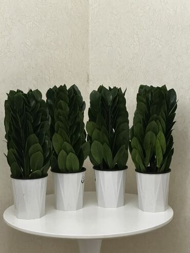 коо: 🌿 Сатылат — “Доллар дарагы” (Замиокулькас) 🌿 Үйдү же кеңсени кооздоп