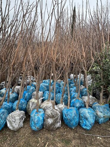 Ağaclar: Her növ ağaclar ve dekarativ ağaclar çox ucuz ve qarantili gubresiz — 41