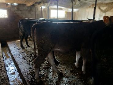 Коровы, быки: Продаю | Тёлка | На забой | Привязанные — 2