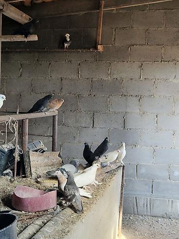 Другие с/х животные: Порода: СРОЧНО МОГУ ПРОДАТЬ ОПТОМ ЦЕНОЙ НЕ ОБИДЕМ декоративные голуби — 17