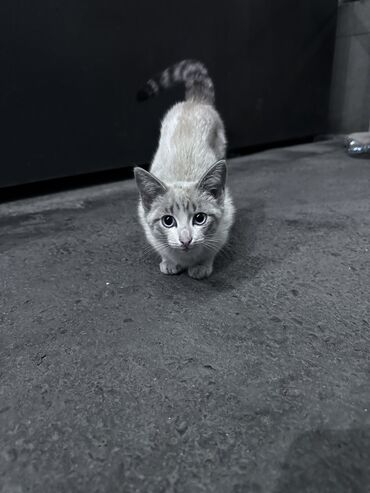 Бюро находок: Нашли кошку безумно красивая маленькая возле глобуса. Ее