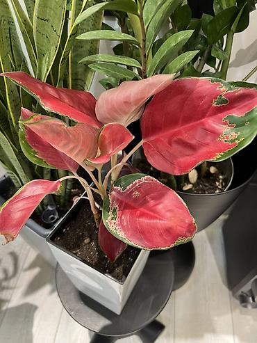 Другие комнатные растения: Доставка по городу бесплатно. Адаптированные,пересаженные -комнатные — 3