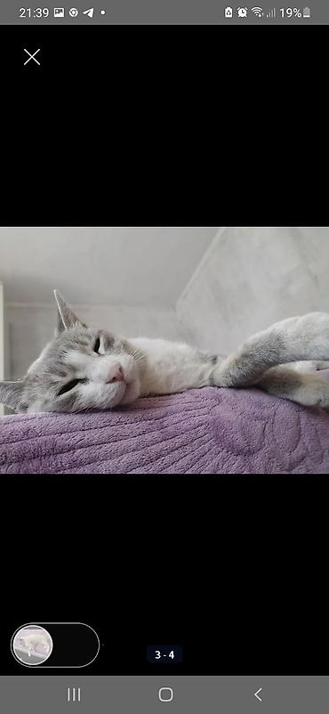 кошка породистые: Русская голубая, 3 года, Мальчик, Кастрирована — 3