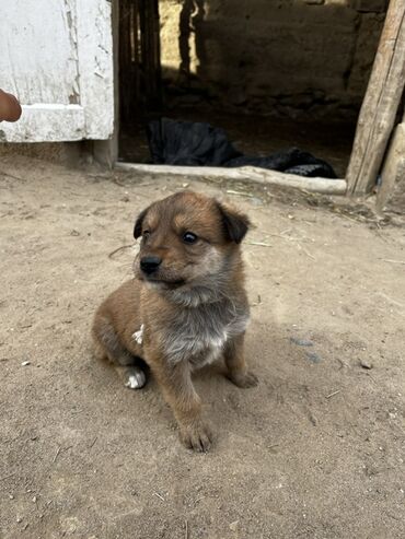 бишон фризе собака: Щенок бельгийская авчарка девочка - Возраст: примерно 1–2 месяца