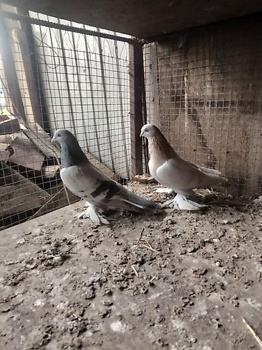 Птицы: Срочносрочно🆘 продается голуби пара 800сомов пажалуйста пишете в — 6