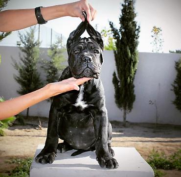 İtlər: Kane-Korso, 1 ay, Erkək — 17