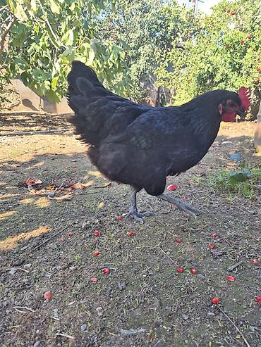 mal satisi: Toyuq, Australorp, Damazlıq — 5