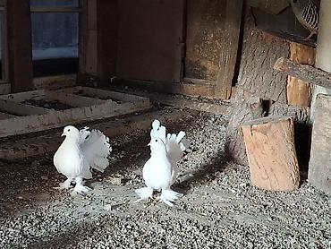 шотландский кошка: Трубачлар сатылат — 1
