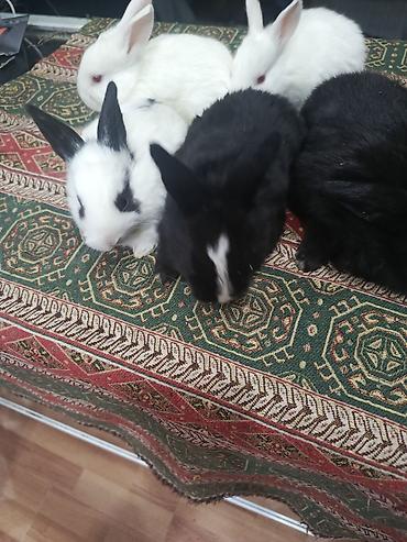 Dovşanlar: 1-ci şəkildəki yarı karlik Dovşanlar 15-azn. 3-cü şəkildəki Ag -AgQara — 19